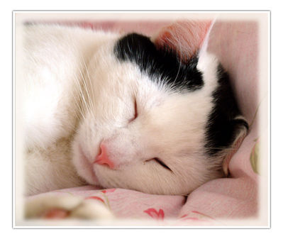 Catbed.jpg