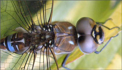 Dragonfly
