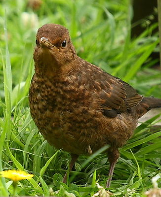 blackbird.JPG