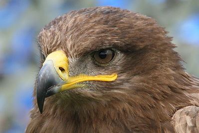 eagle1.JPG