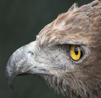eagle2.JPG