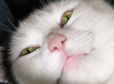pinky4.jpg
