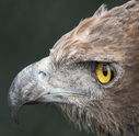 eagle2.JPG